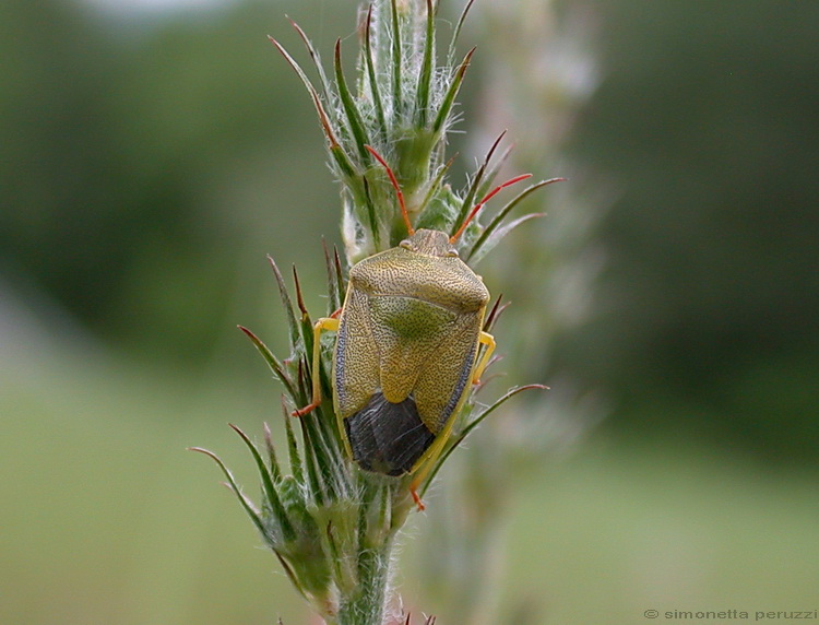 Piezodorus lituratus